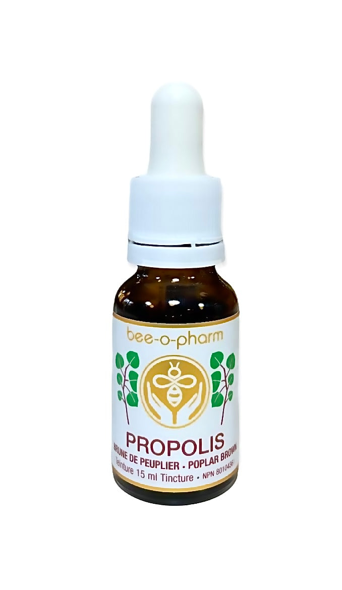 pszczoły zbierające żywiczny propolis z pąków drzew w słoneczny dzień