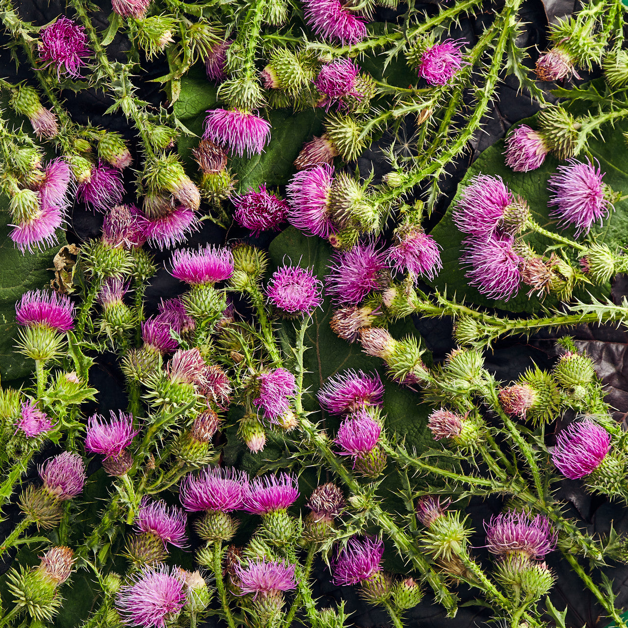 herbata ostropestu dla zdrowia wątroby mężczyzna pijący herbatę z ostropestu przy stole z ziołami na wątrobę