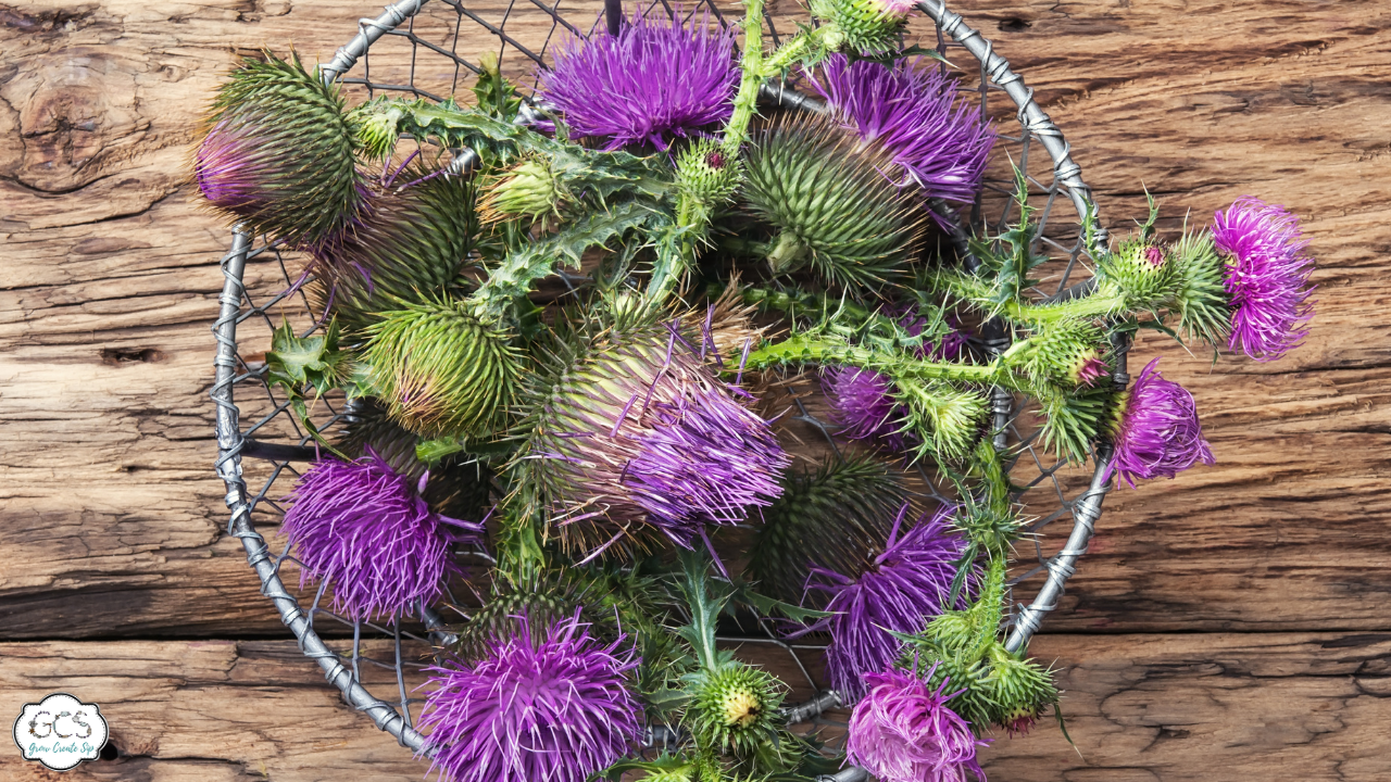 napar z ostropestu plamistego szklanka naparu z nasion ostropestu obok świeżych liści i kwiatów rośliny