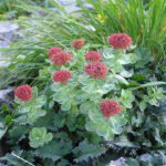 kapsulki suplement rozieniec gorski adaptogen 1770875355